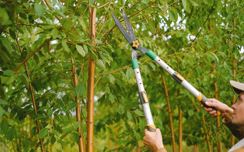 Tree trimming in Williams, IA